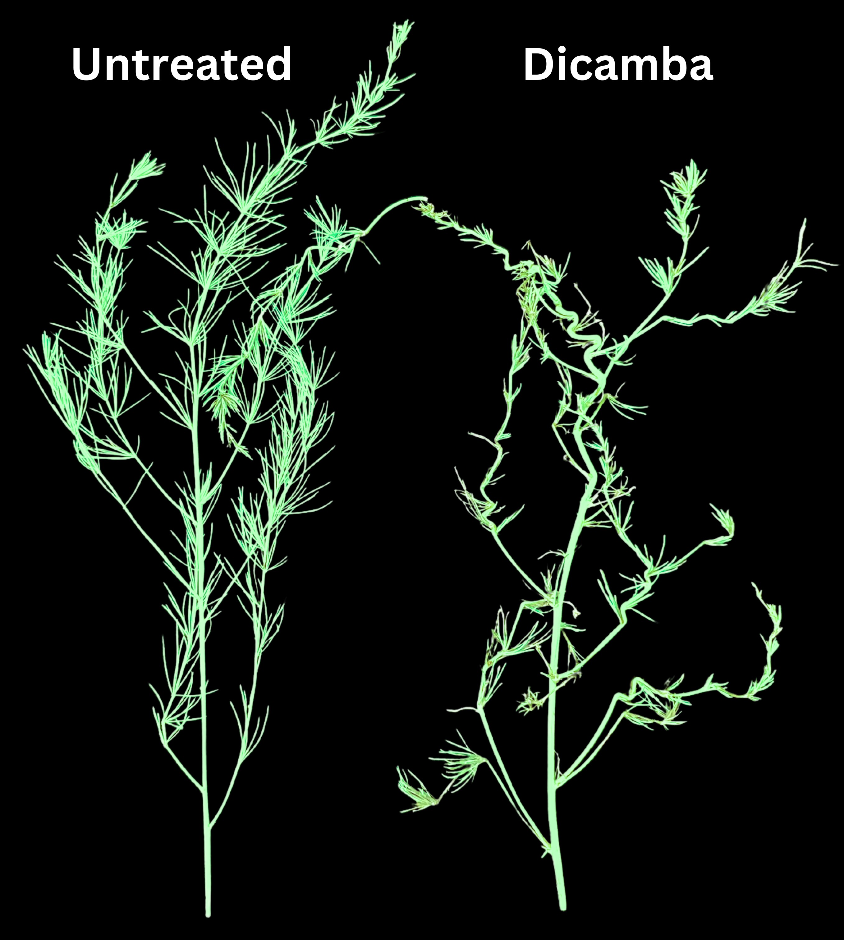 Fig 23 asparagus dd .jpg
